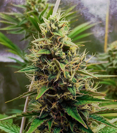 Семена сорта Black Muffin F1 Fast Version fem (Sweet Seeds)