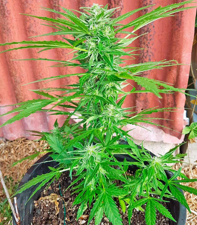 Семена сорта Original Amnesia Autoflowering fem (Dinafem Seeds)