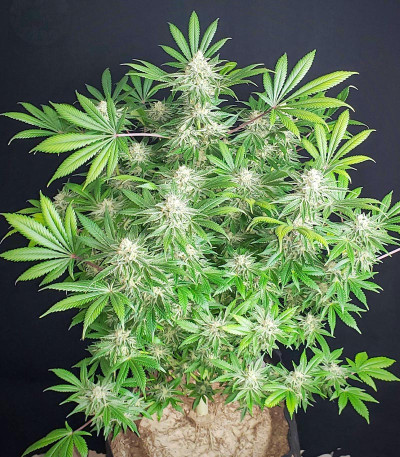 Семена сорта Shiskaberry fem (Семяныч)