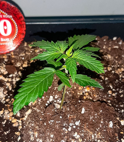 Семена сорта Auto Chocolate Kush fem (00 Seeds)
