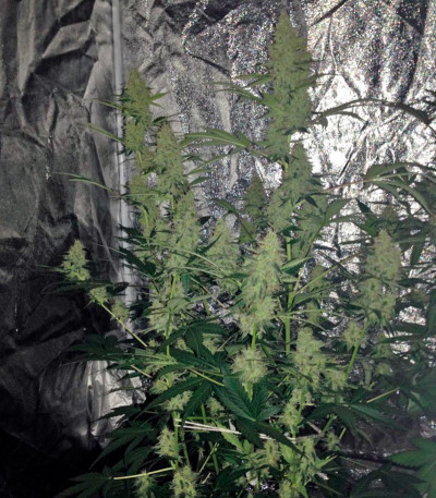 Семена сорта Baby Boom Auto fem