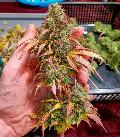 Семена сорта Gelato Auto fem (Herbies Seeds)