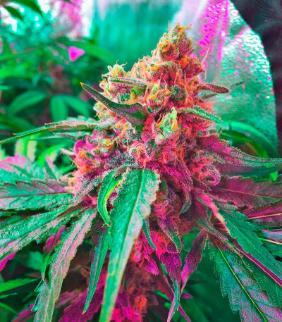 Семена сорта Misty Kush fem