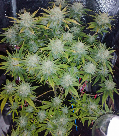 Семена сорта Afghan Kush fem (Семяныч)