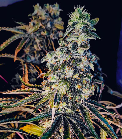 Семена сорта Lemon Citron fem (Humboldt Seed Organization)