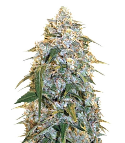 Семена сорта Cocopopo fem