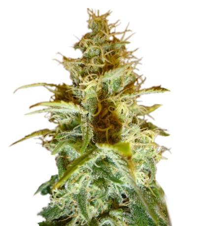 Семена сорта White Russian reg (Serious Seeds)