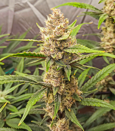 Семена сорта Tropicana Cookies Auto fem (FastBuds)