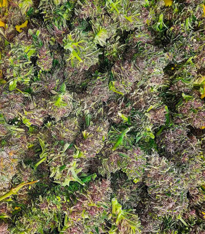 Семена сорта Plushberry Auto fem (7CH American)