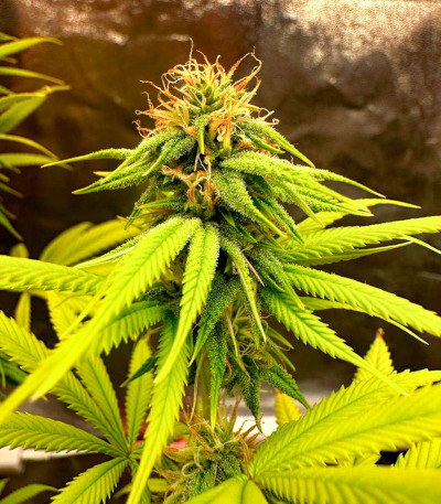 Семена сорта Roze Runtz fem (AlphaFem Seeds)