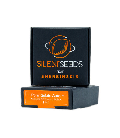 Семена сорта Polar Gelato Auto fem (Silent Seeds)