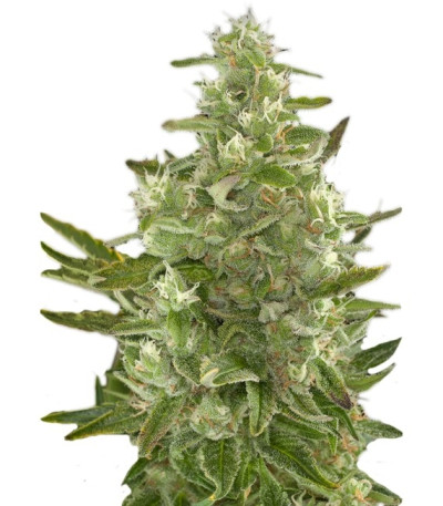 Семена сорта Critical + Autoflowering fem (Dinafem Seeds)
