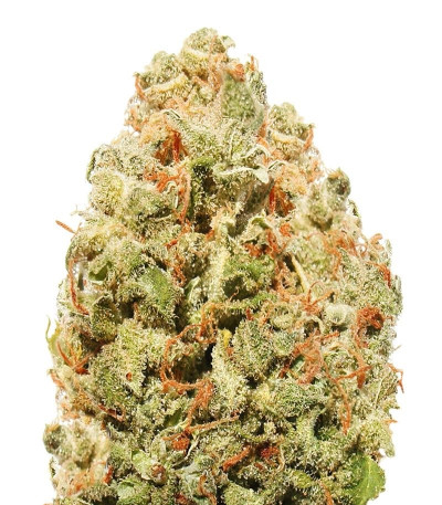 Семена сорта Strawberry Cake fem (Heavyweight Seeds)