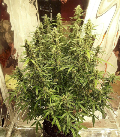 Семена сорта Auto New York City (Pyramid Seeds)