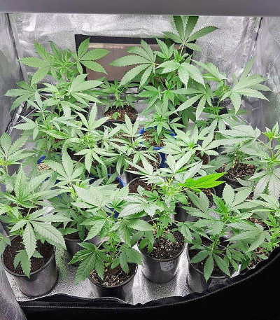 Семена сорта Big Bud fem (Vision Seeds)