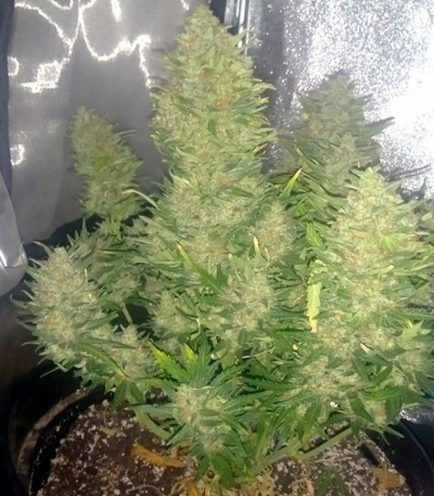 Семена сорта Big Devil Auto fem (Sweet Seeds)