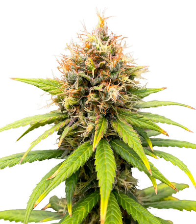 Семена сорта Lemon Drizzle fem (Barney's Farm)