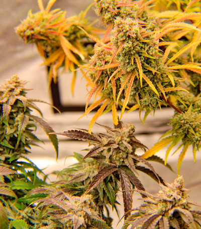 Семена сорта Astral Auto fem (Семяныч)