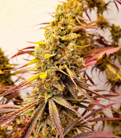 Семена сорта конопли Black Widow