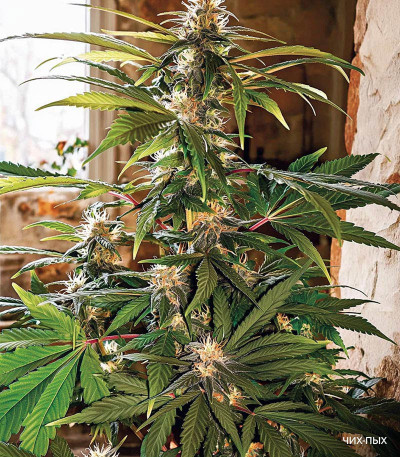 Семена сорта LSD-25 Auto fem