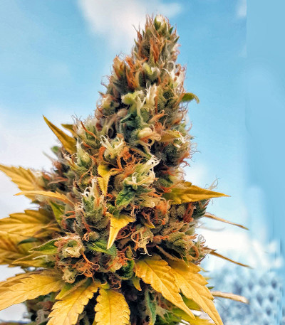 Семена сорта Gelato fem (Cali Buds Seeds)