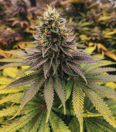 Семена сорта Sugar Bomb Punch fem (Dutch Passion)