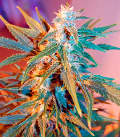 Семена сорта Belladonna fem (Paradise Seeds)