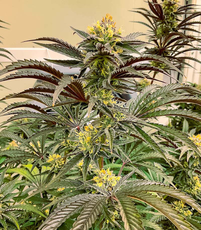 Семена сорта Florida Sunrise Auto fem (7CH American)