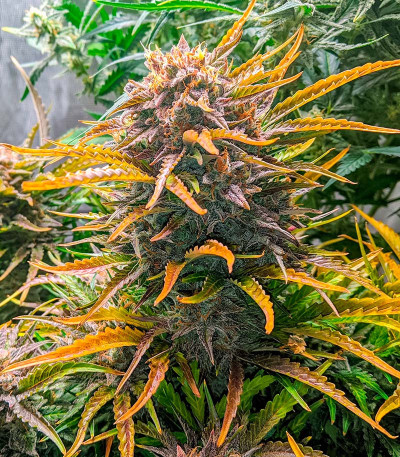 Семена сорта GMO Auto fem (Barney's Farm)