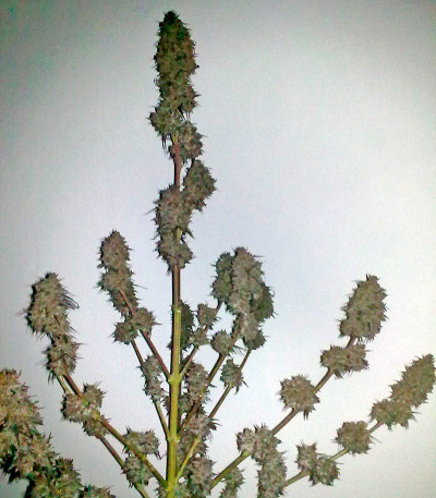 Семена сорта Ketama fem (World of Seeds)