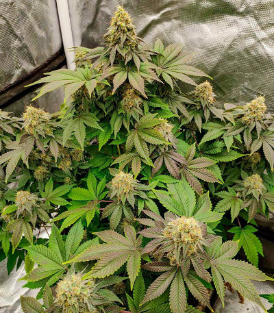 Семена сорта Blackberry Moonrocks Auto fem (AlphaFem Seeds)