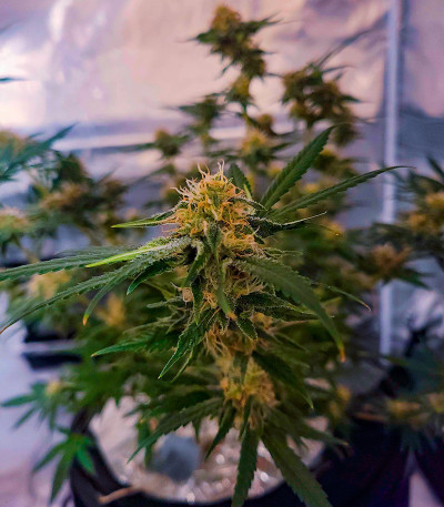 Семена сорта Bruce Banner #3 fem (Herbies Seeds)