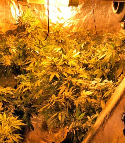 Семена сорта Desert Diesel fem