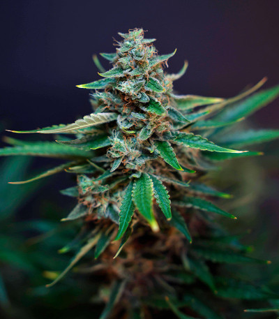 Семена сорта HighCloudZ Auto fem от Green House Seeds