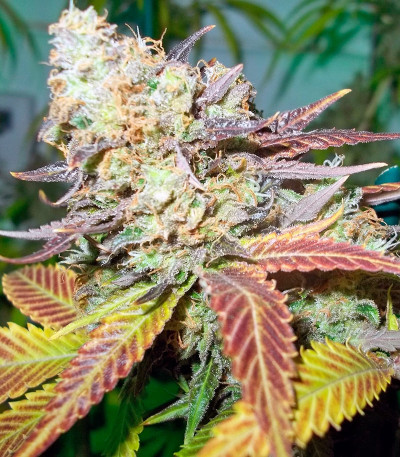 Семена сорта Lucid Bolt fem (Paradise Seeds)