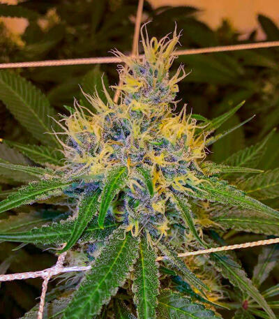 Семена сорта Plushberry Auto fem (7CH American)