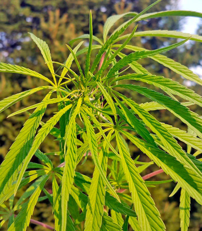 Семена сорта South African Kwazulu fem (World of Seeds)