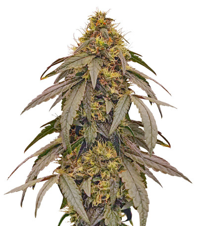 Семена сорта Polar Gelato fem (Silent Seeds)