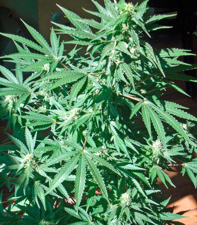 Семена сорта AK 47 reg (Serious Seeds)