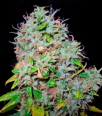 Сорт каннабиса Arjan's Haze #3