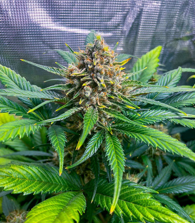 Семена сорта Gorilla Crunch Auto fem от Семяныча