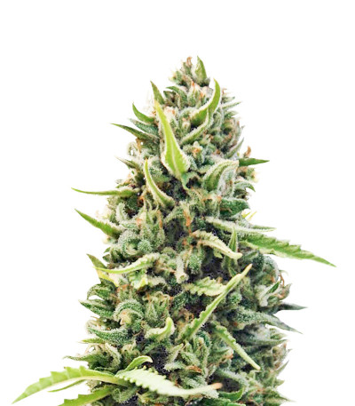 Семена сорта Malawi Gold fem (Anesia Seeds)