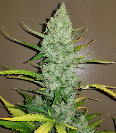 Семена сорта Original Auto Sour Diesel fem (FastBuds)