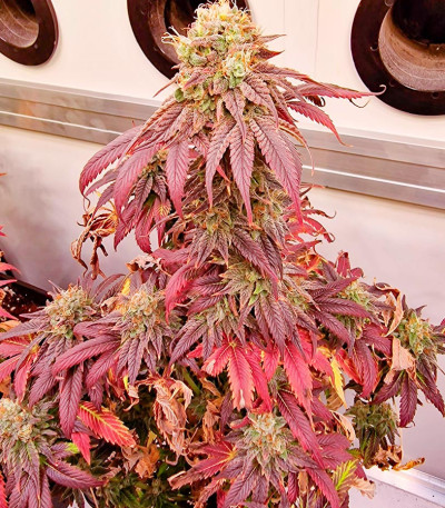 Семена сорта Pink Rozay fem (Original Sensible Seeds)