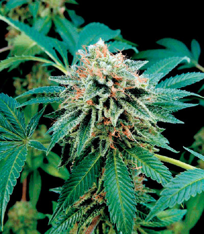 Семена сорта Shark Attack fem (Dinafem Seeds)