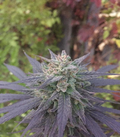 Семена сорта Unknown Kush fem (Delicious Seeds)