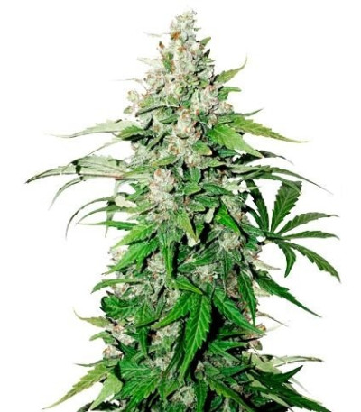 Семена Auto Cinderella Jack шишки