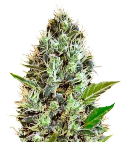 Семена сорта Auto Sunmango (Somango) fem