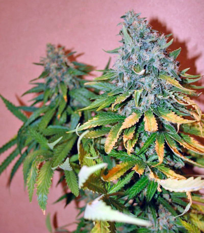 Семена сорта Sweet Tai fem (Sweet Seeds)