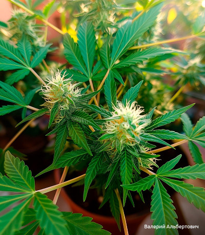 Семена сорта Super Lemon Haze fem (Семяныч)